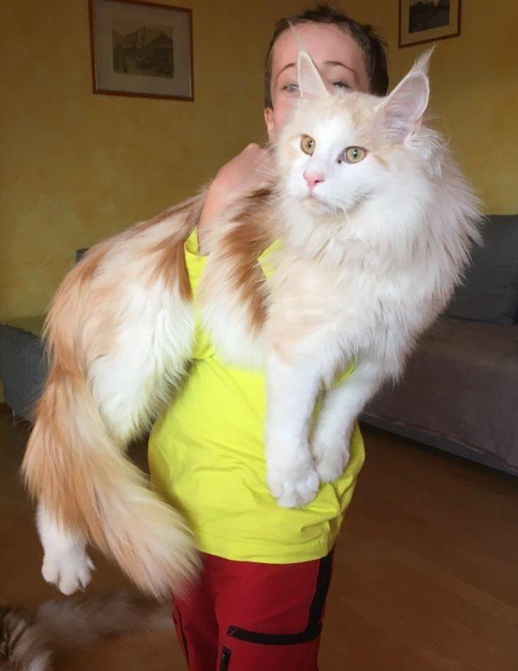 Chitodent® Fingerzahnbürste für die katze Chitodent® Fingerzahnbürste für den Hund und die Katze