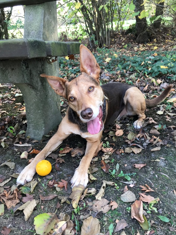 Australian Kelpie gesundes naturgebiss Chitodent Fingezahnbürste Chitodent® Fingerzahnbürste für den Hund
