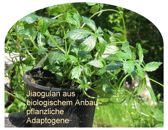 Jiaogulan aus biologischem Anbau. Leitnervilla