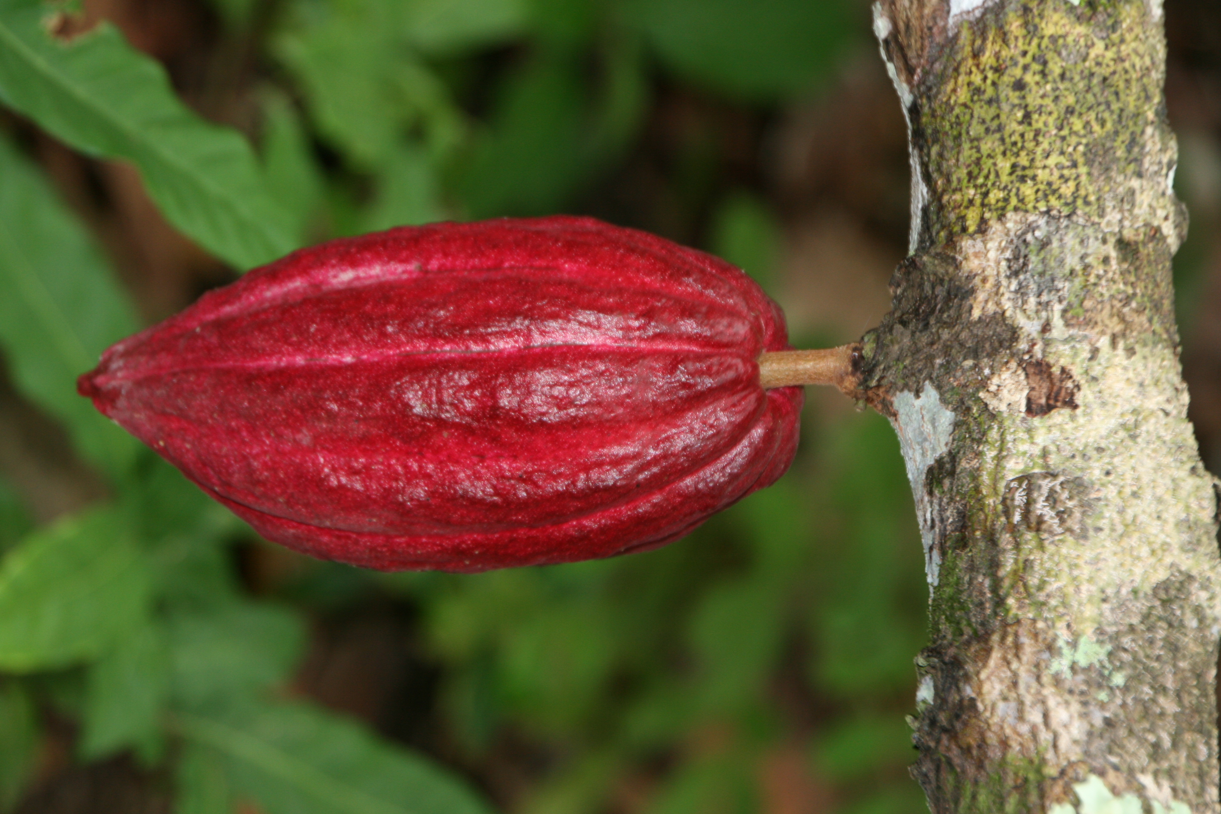  Bei Bluthochdruck Kakaobohnen als Antioxidant-Kakao-aus-nicht-hybridisierten kakaobohnen-Leitnervilla-Altaussee 