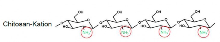 Die Struktur Polykation Chitosan im Chitosan-Gel