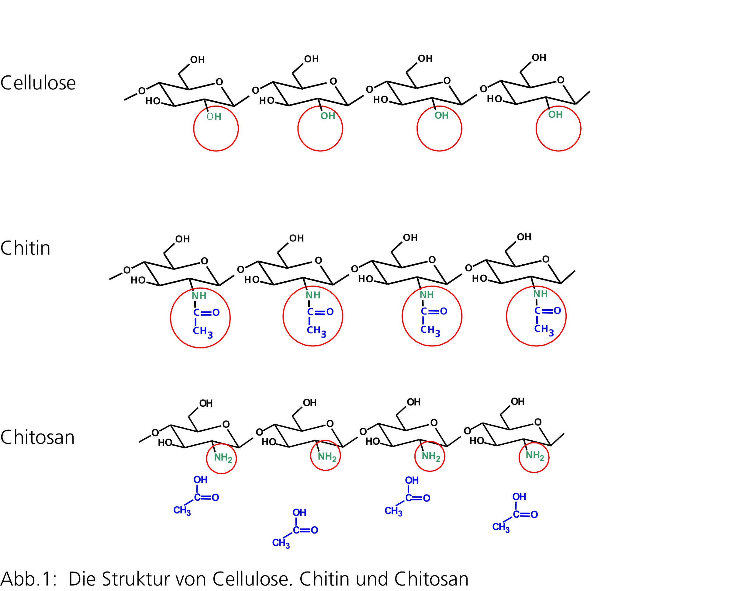 Struktur Cellulose, Chitin, Chitosan